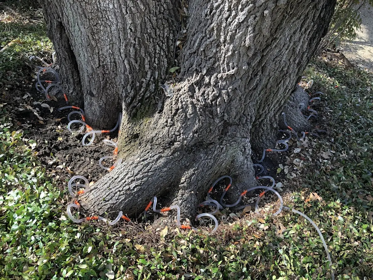 Detailed Tree Cabling and Bracing job site in Louviers