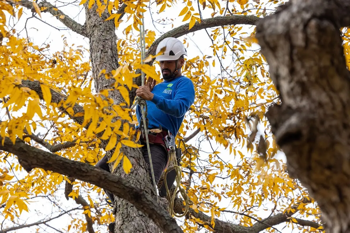 Skilled Dead Tree Removal crew working in Louviers